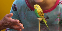 Perfect Polly