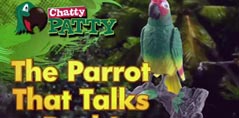 Chatty Patty